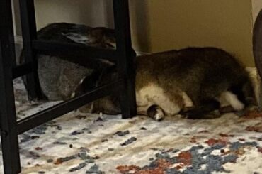 Crusher why are you like this