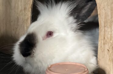 our new foster-to-adopt bunny 🩷