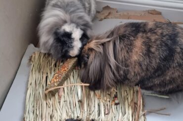 Treats - a poem of remembrance for the two best and most food motivated rabbits in my life