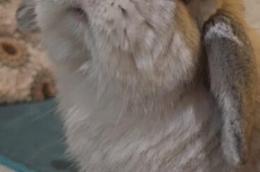 I wish someone would look at me the way Momo looks at his treat