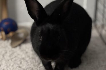 Does anyone else’s bun have weird eating habits?