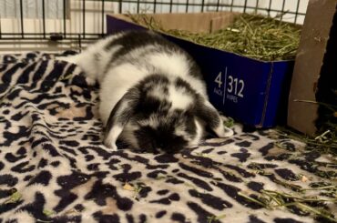 New bunny, need tips