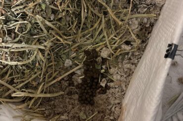 Is my bunnies poop okay????
