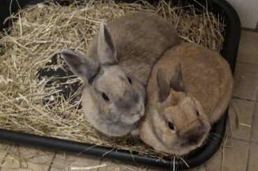 Chasing while bonding: play or territorial behaviour?