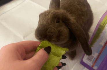 Went in for a spay came out with a neuter. Goodbye Lydia, Hello Linus!