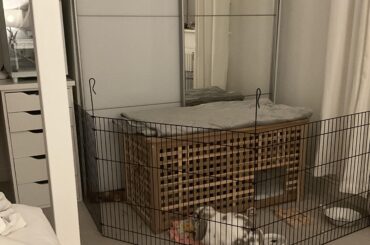 Is this temporary space too small? Need advice litter training my stubborn rabbit
