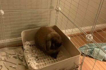 Goodbye, sweet mossy