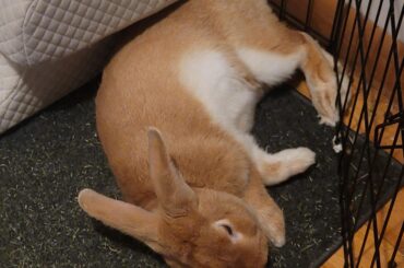 Bunny safety advice
