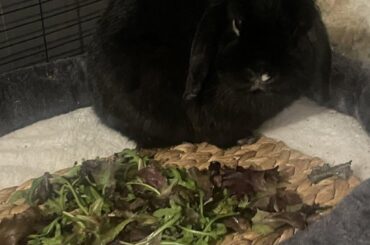 light snack