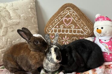 It’s beginning to look a lot like Christmas 🤭🎄