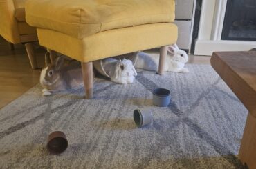 Help! Male bunny peeing on the floor 🐇