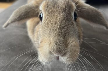 My bunnies behaviour shift