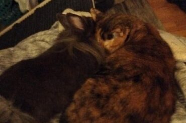 Cats and Bunnies together