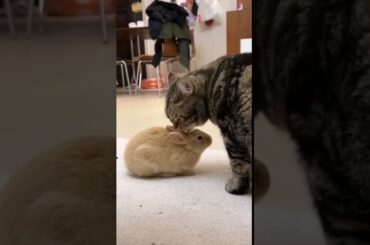 Rabbit & Cat Friendship #rabbit #bunny #pets #animals #petcare #petvideos #fyp #shorts #cat