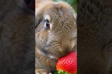 Strawbunny Dreams Do Come True #shorts #shortvideo  #cute  #rabbit