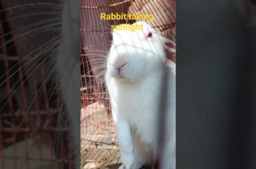#rabbittakingsunlight #happyrabbit #khargosh #rabit #bunny #rabbit #pet #cute #cuterabbit #mstrabbit