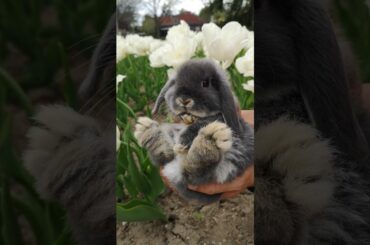 Baby Bunny Enjoys the Spring Flowers #shorts