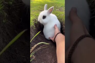 Pulling out a cute rabbit trying to hide in a hole