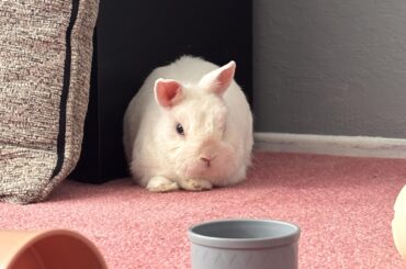 pooping and peeing in a new spot !?