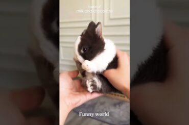 Omg So Cute #cuterabbit #rabbit #bunny #pets #petcare #petvideos #animals #viral