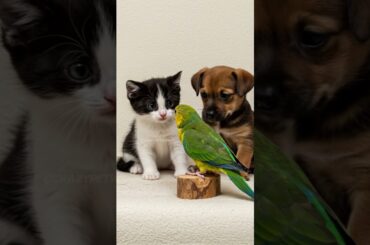 Parrot Surprises Baby Kitten and Puppy