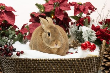 Free, family-friend event tomorrow at House Rabbit Society! 🐰