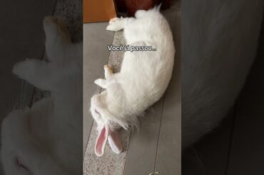 #coelhosfofos #petsfofinhos #rabbit #bunny #coelhos #cute #funny #memes #cutebunny #flop