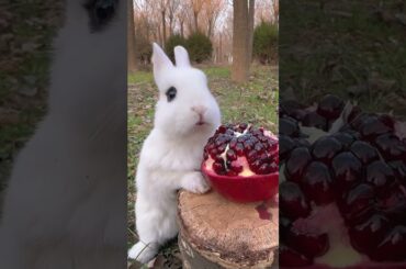 Little rabbit eats sweet and sour pomegranate, cute pet rabbit, pastoral little cute pet
