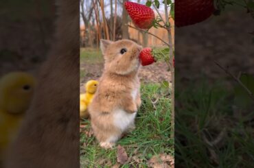 Little rabbit chirps, chirps, eats strawberries, cute pet, rabbit, cute little pastoral pet