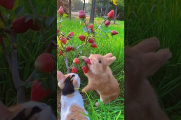 Rabbit eats the cat and looks at the cute pet. Rabbit. Little cute pet in the countryside.