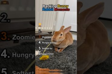 Ranking Bunny Rabbit Moments
