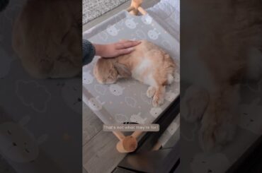 Don’t Buy Bunnies for Easter | Adopt Don't Shop | Easter Bunny | Rabbit Adoption | Pet Welfare