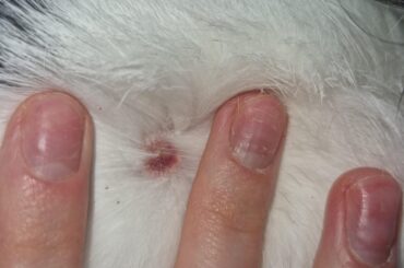 What it that, should I contact my vet?