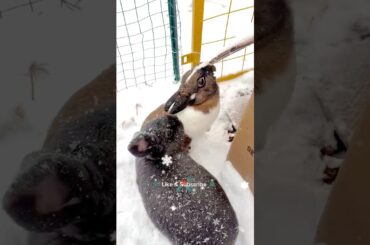 Merry X-mas! #pets #cute #rabbit