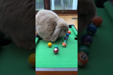 Haha Cute Rabbit #rabbit #bunny #pets #petcare #petvideos #cute #animals