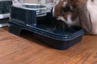 Is there any water dishes I could get that she couldn't get her ears wet in?