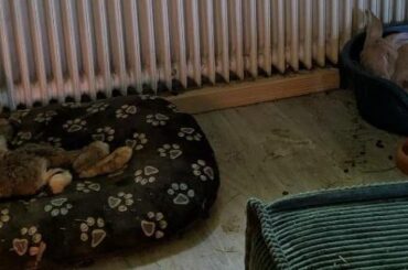 Update: Our bunny Lola was nearly euthanised — but she’s recovering now