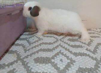 What's this lamb-hound wabbit?