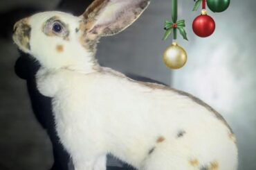 I am working to help recover this rare breed and advocate for their importance. Here is my Rhinelander doe, Constantine 💜