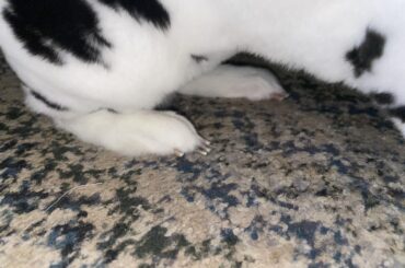 Are my bunnies nails too long?