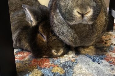 Crusher and Lady wish you all a happy Thanksgiving