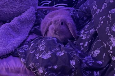 Got new family member this christmas, say hello to Hare Krishna 🤍