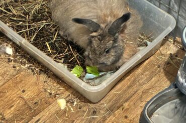 Rabbit For Adoption