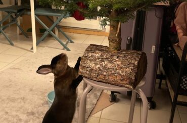 Can we eat it, please?