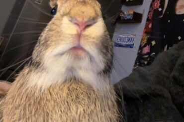 Madam Dibbley Wibbley the Brave requests to see your front view buns