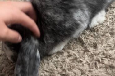 does my bun like pets?