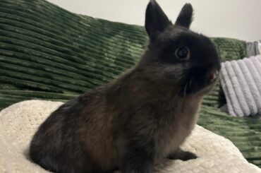 Any advice on house rabbits?