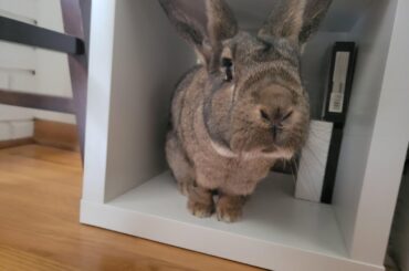 Are we still comparing rabbit storage solutions?