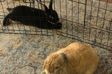 working on bonding these two