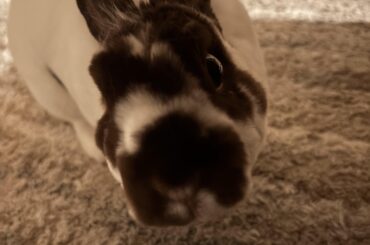 (Oc) what you doing hooman ?!